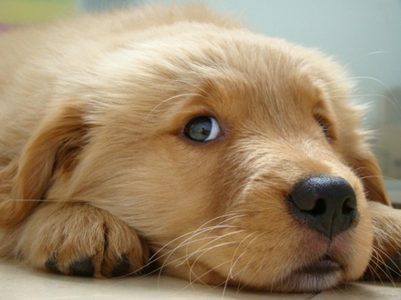 â™¥ - pet, adorable, cute, dog