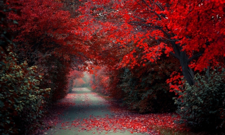 Red Autumn - trees, alley, forest, fall, path, nature, autumn, autumn splendor, woods