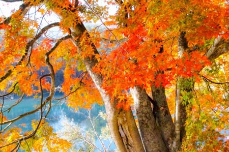 Tree - colorful leaves - leaves, colorful, tree, autumn