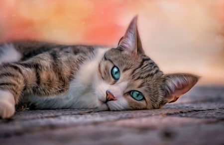 Sad cat - Sad, blue eyes, cat, artwork