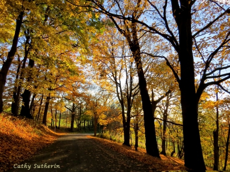 Back Roads in Autumn - trees, roads, path, country, west virginia, nature, fall, forest, trails, leaves