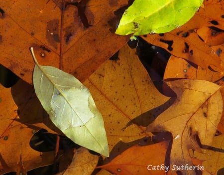 Float Away Fall - leaves, nature, water, autumn