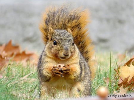 Got My Nut - nature, fall, autumn, squirrel, leaves