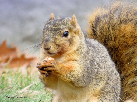 Packing it Away - nature, autumn, fall, squirrel, animal, nut, leaf