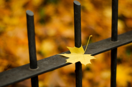 Autumn Leaf - fall, bokeh, autumn, autumn splendor, leaf