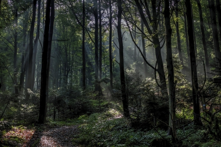 Forest - autumn - Forest, trees, fog, autumn