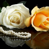 Beautiful White & Yellow Roses