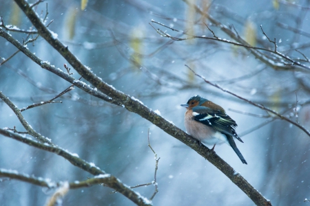 Little Bird â™¥ - adorable, branch, blue, snow, photography, winter, cute, bird