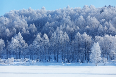 Asahikawa - trees, japan, asahikawa, soya line, wassamu, kamikawa