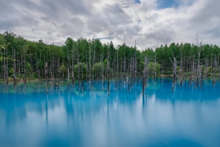 Aoiike (Biei-cho) - aoiike, trees, japan, water, biei-cho, lake