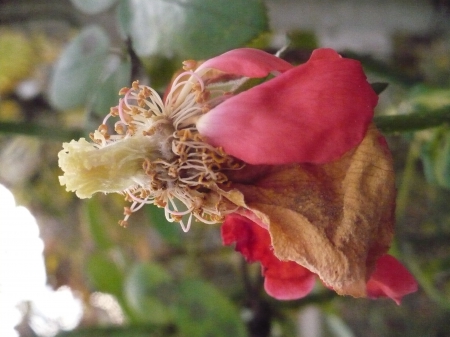 old rose - nature, autumn, flowers, roses