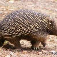 Echidna