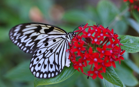 Butterfly on a Flower - red, flower, butterfly, animals