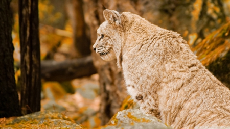 bobcat - feline, bobcat, tree, forest