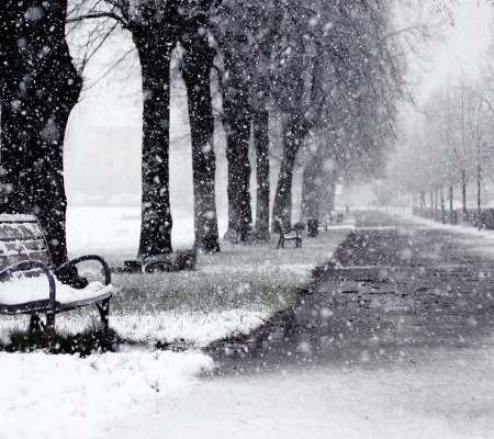 Winter - trees, winter, park, snowflakes, black, white, abstract, grey, snow