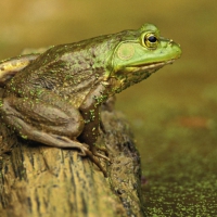 green frog on stump