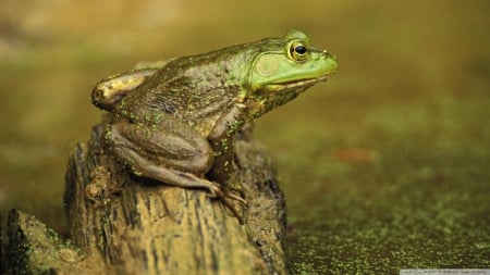 green frog on stump - stump, pond, green, frog