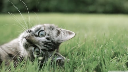 kitten on the grass - cat, feline, grass, kitten