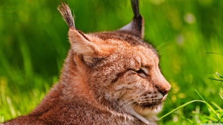 resting lynx - cat, feline, forest, lynx