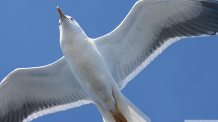 seagull in flight - bird, blue, seagull, sky