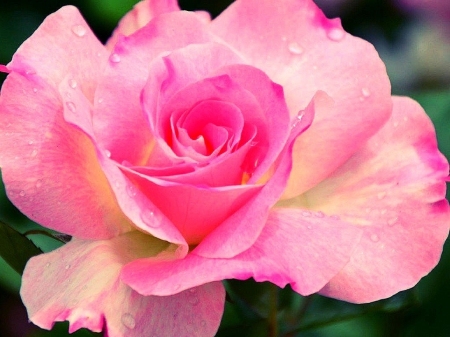 âœ¿âŠ±â€¢â•®Sweet Pinkâ•­â€¢âŠ°âœ¿ - roses, photography, lovely, still life, creative pre-made, nature, love four seasons, pink, beautiful, colors, sweet, beloved valentines, flowers, lovely still life