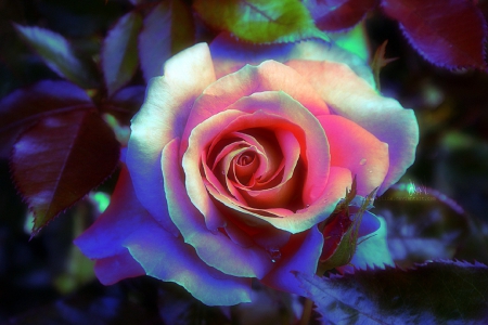 ✿⊱•╮Magical╭•⊰✿ - roses, creative pre-made, beautiful, photography, colors, lovely, magical, pink, still life, sweet, flowers, lovely still life, nature, beloved valentines, love four seasons