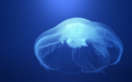 medusa - jellyfish, ocean, medusa, blue