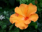 Hibiscus