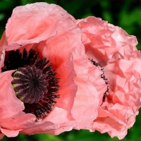 Pink flowers