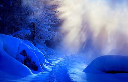 Blue Winter - firs, morning, snowfall, snow, path, mist