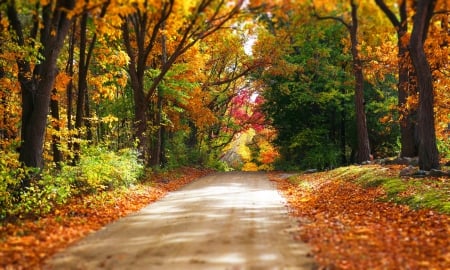 Glorious Autumn - leaves, path, trees, sunshine