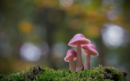 Pink mushrooms - bokeh, mushroom, forest, pink, green