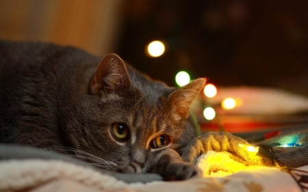 Stay... stay... - animal, funny, cute, light, cat, christmas