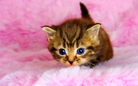 Kitten - animal, kitten, cute, pink, sweet, cat