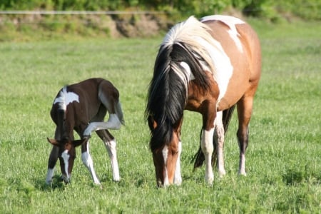 MOTHER AND FOAL - Foal, nature, fields, Mother, Horses, animals