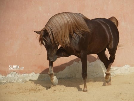 STALLION - horses, nature, stallion, animals