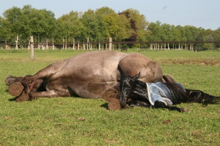 GIVING BIRTH - nature, Giving, Birth, Horses, animals