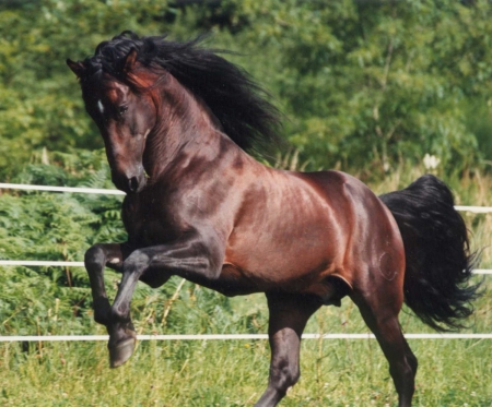 HAPPY HORSE - nature, horse, animals, happy