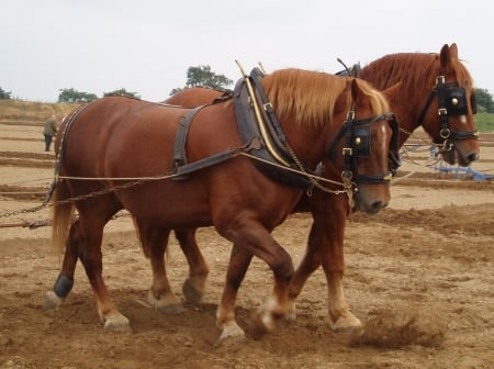 DRAFT HORSES - horses, nature, animals, draft