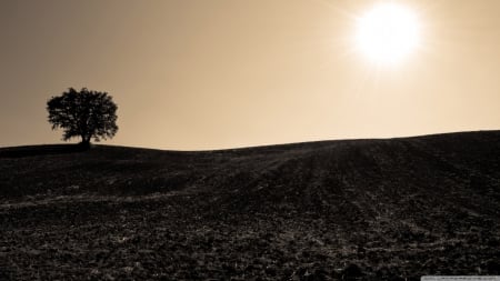 A very simple shot - landscape, sunlight, sun, wallpaper, field, hd, nature, tree, scene