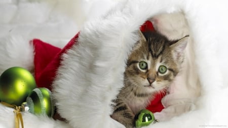 Christmas Stocking - Holiday, Stocking, Christmas, Cat