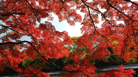 Autumn - autumn, trees, red, beautiful