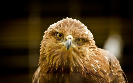 The bird - eagle - head, eagle, The bird, glances