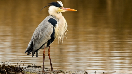 Silver heron - silver, heron, water, bird