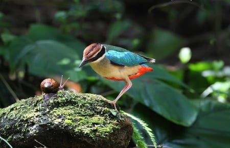 Colorful bird and snail - bird, plants, snail, Colorful