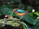 Colorful bird and snail