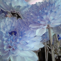 Chrysanthemums