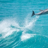 Dolphin Flying above the Waves