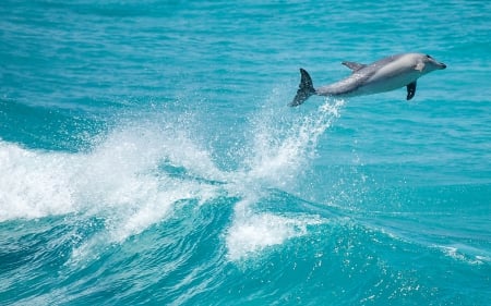 Dolphin Flying above the Waves - flying, animals, dolphin, waves