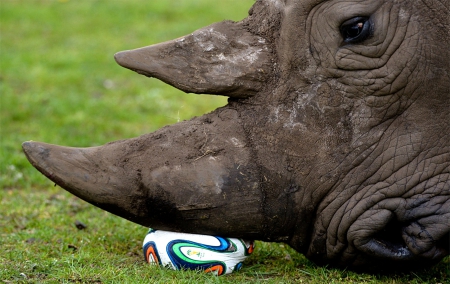 Rhino - colorful ball - rhino, ball, colorful, grass